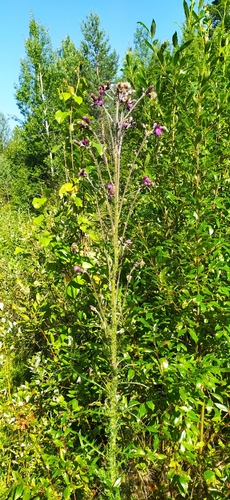 Marsh thistle (Cirsium palustre)