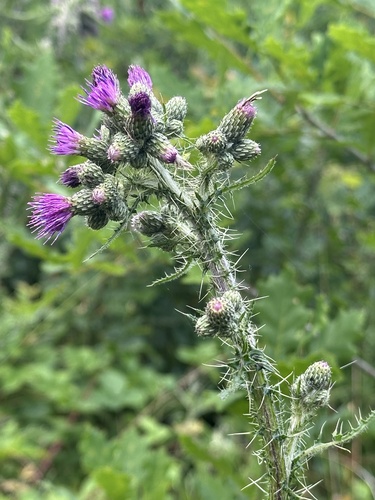 Marsh thistle (Cirsium palustre)