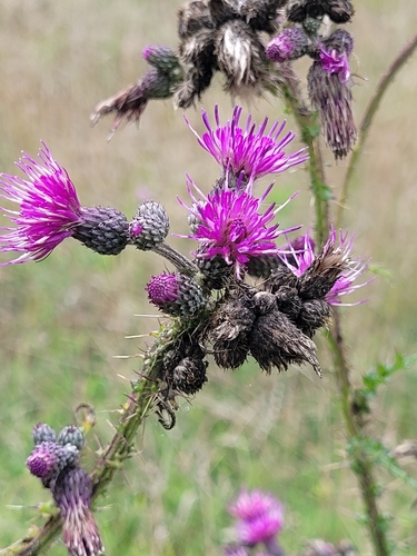 Marsh thistle (Cirsium palustre)
