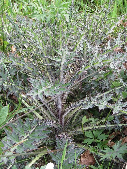 Marsh thistle: Cirsium palustre