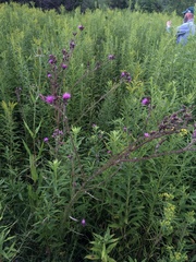 Marsh thistle (Cirsium palustre)