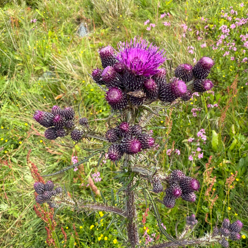 Marsh thistle (Cirsium palustre)