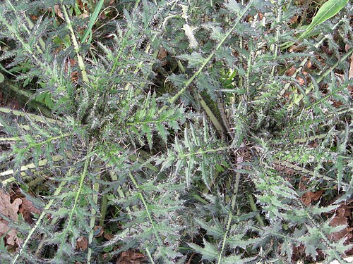 Marsh thistle: Cirsium palustre