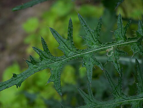 Marsh thistle: Cirsium palustre (Linnaeus) Scopoli Common names: European swamp or marsh thistle