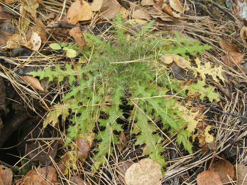 Marsh thistle (Cirsium palustre)