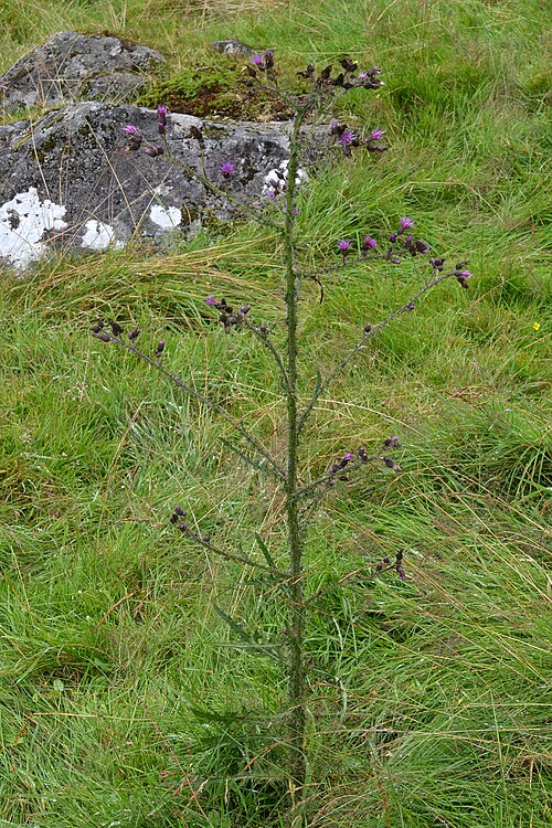 Marsh thistle: Marsh Thistle ( Cirsium palustre ) in Kvinnherad, Norway.