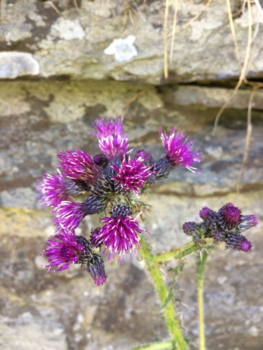 Marsh thistle