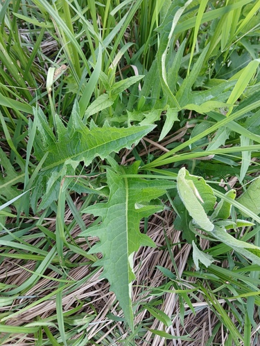 Cirsium rivulare (Cirsium rivulare)