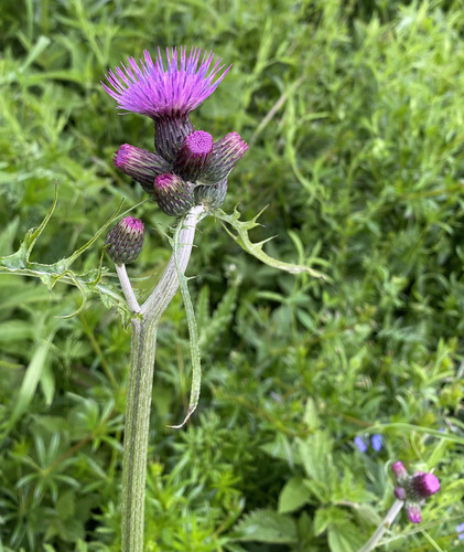Cirsium rivulare (Cirsium rivulare)