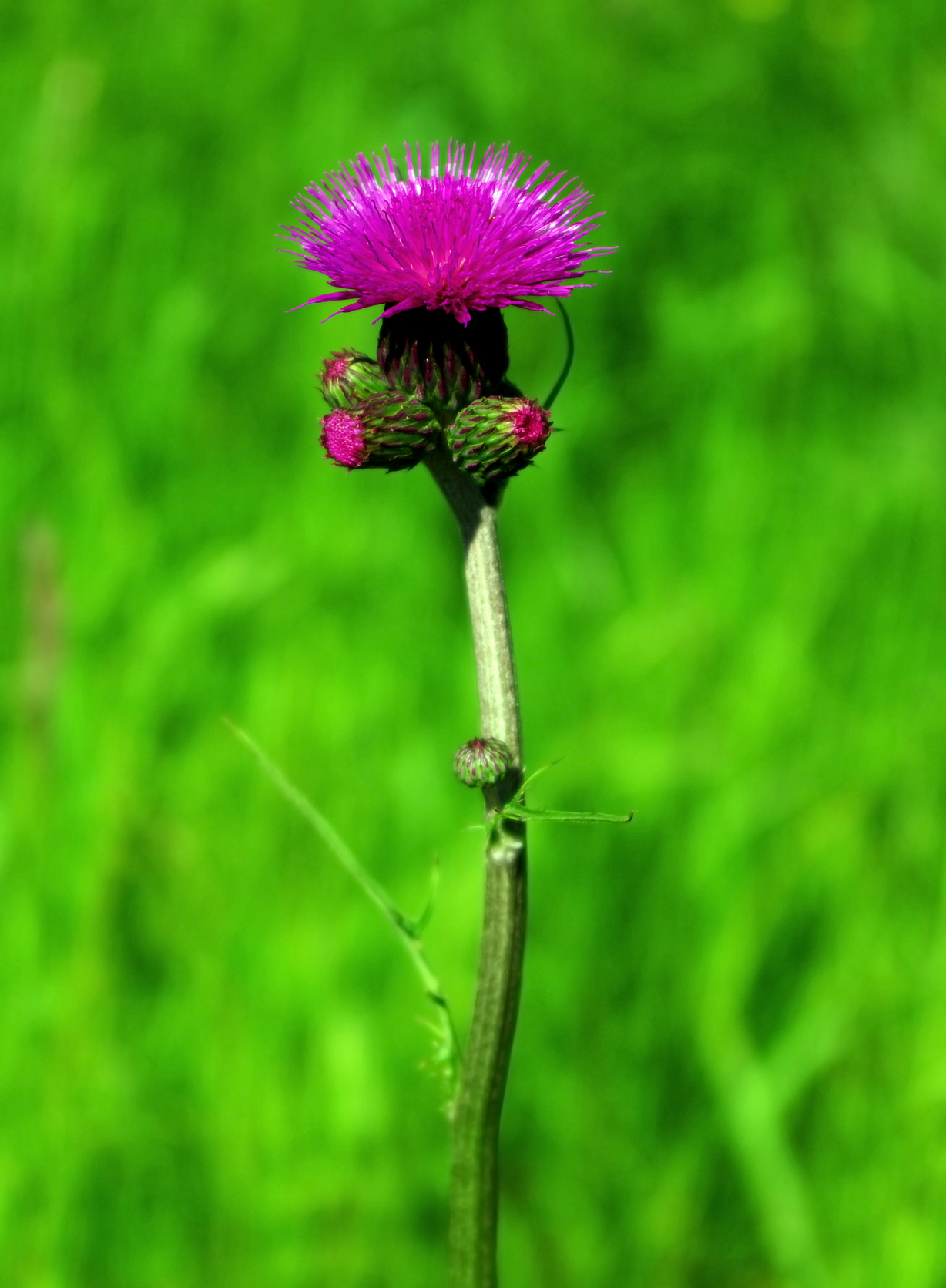 Cirsium rivulare: Ostrożeń łąkowy