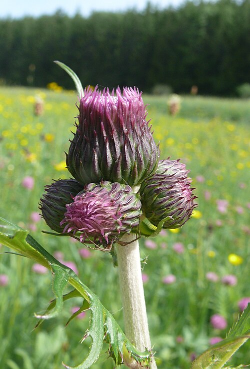 Cirsium rivulare: Cirsium rivulare , Schwäbische Alb, Deutschland