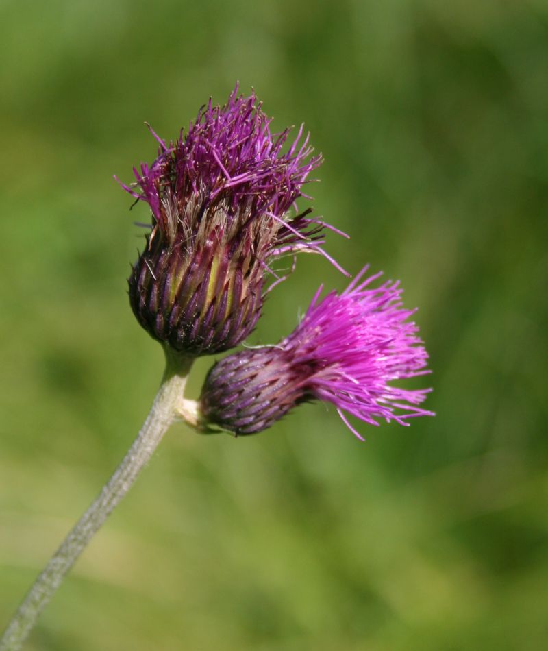 Cirsium rivulare: Bach-Kratzdistel ( Cirsium rivulare ), Korbblütler (Asteraceae) - Österreich/Austria/Autriche: Oberösterreich, Hausruckviertel, Kien NW Attnang-Puchheim
