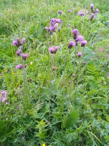 Cirsium rivulare (Cirsium rivulare)