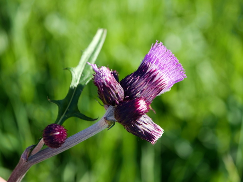 Cirsium rivulare (Cirsium rivulare)