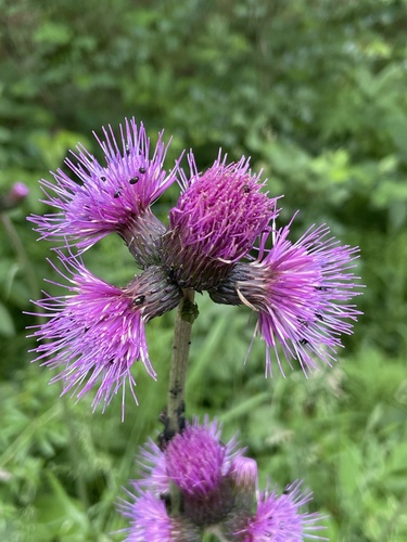 Cirsium rivulare (Cirsium rivulare)