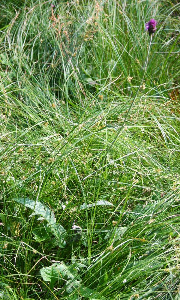 Cirsium rivulare: Bach-Kratzdistel ( Cirsium rivulare ), Korbblütler (Asteraceae) - Österreich/Austria/Autriche: Oberösterreich, Hausruckviertel, Kien NW Attnang-Puchheim