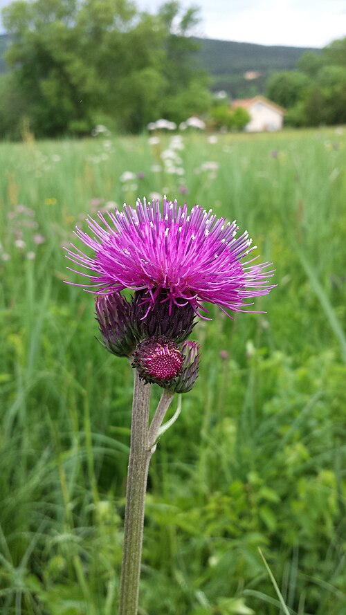 Cirsium rivulare: Florescence Taxon: Cirsium rivulare (sensu Fischer et al. EfÖLS 2008 ISBN 978-3-85474-187-9 ; det. M. A. Fischer 2013-05-18) Location: Brunn an der Schneebergba