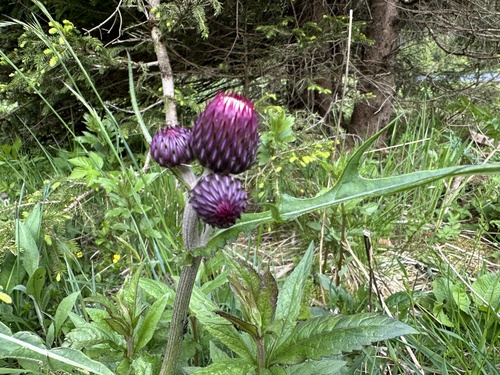 Cirsium rivulare (Cirsium rivulare)