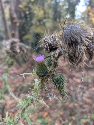 Spear thistle (Cirsium vulgare)