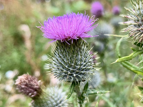Spear thistle (Cirsium vulgare)