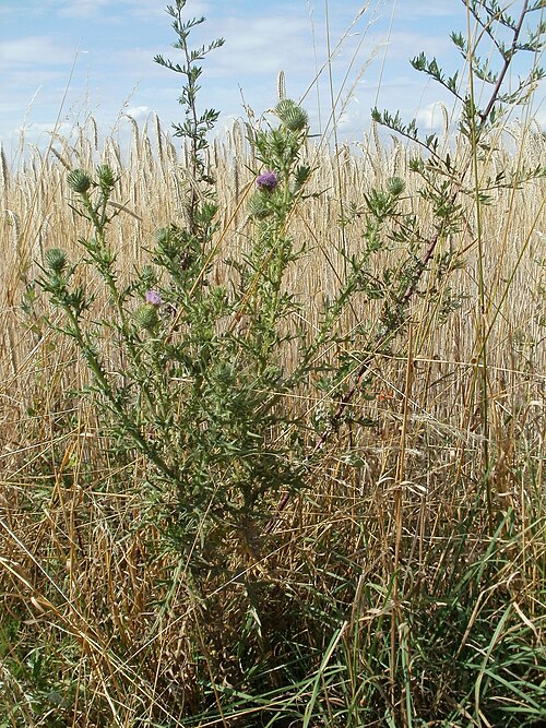 Spear thistle: Distel ( Cirsium vulgare ) nebst Beifuß vor einem Weizenfeld bei Reilingen