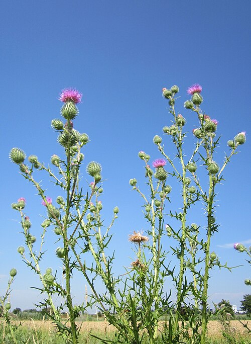 Spear thistle: Gewöhnliche Kratzdistel ( Cirsium vulgare ) im Hockenheimer Rheinbogen