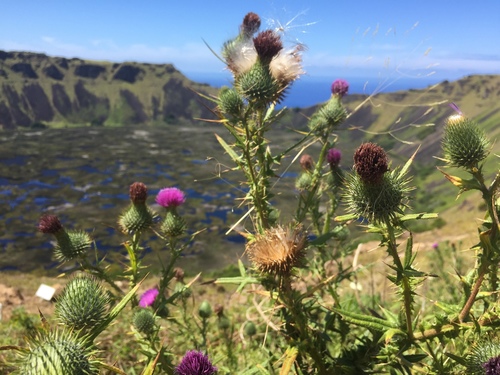 Spear thistle (Cirsium vulgare)
