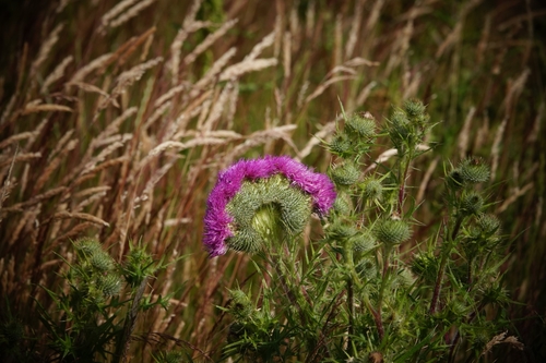 Spear thistle (Cirsium vulgare)