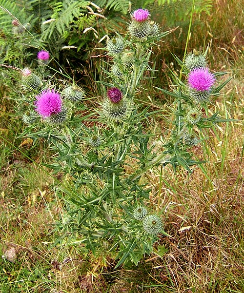 Spear thistle: Spear Thistle Cirsium vulgare , Harthope Valley, Northumberland, UK.