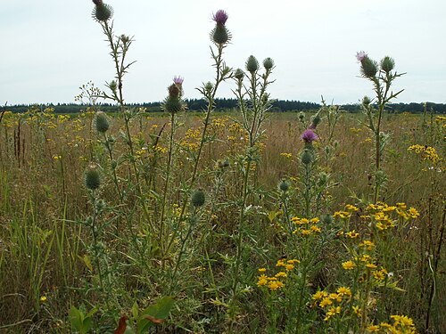 Spear thistle: Gewöhnlichen Kratzdistel ( Cirsium vulgare ) auf einer Wiese bei St. Leon-Rot