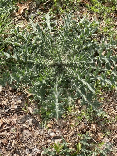 Spear thistle (Cirsium vulgare)