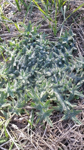 Spear thistle (Cirsium vulgare)