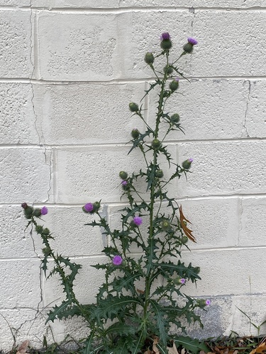 Spear thistle (Cirsium vulgare)