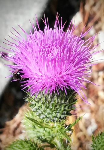 Spear thistle (Cirsium vulgare)