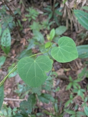 Cissampelos andromorpha (Cissampelos andromorpha)