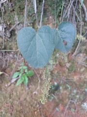Cissampelos andromorpha (Cissampelos andromorpha)