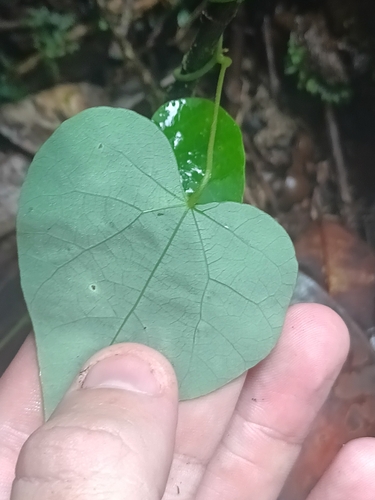 Cissampelos andromorpha (Cissampelos andromorpha)