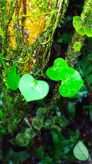 Cissampelos andromorpha (Cissampelos andromorpha)