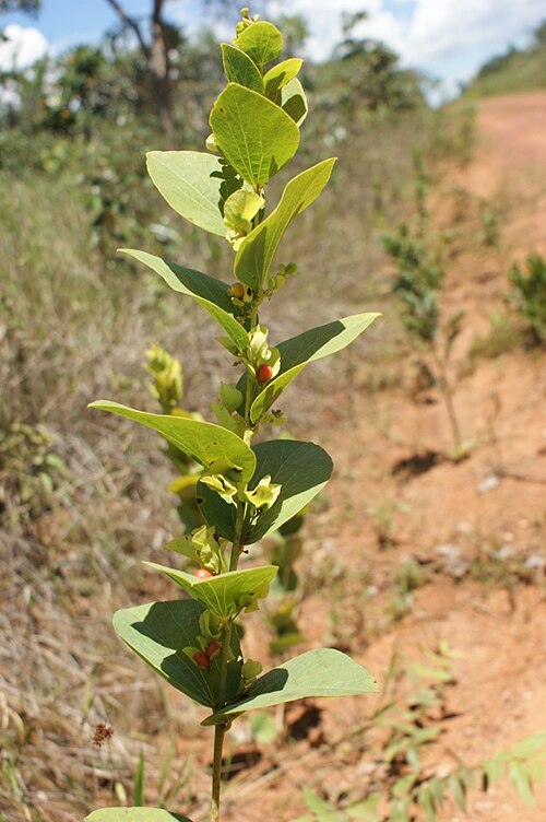 Cissampelos ovalifolia: Cissampelos ovalifolia DC. - MENISPERMACEAE - Jardim Botânico de Brasília - Distrito Federal - Brasil.