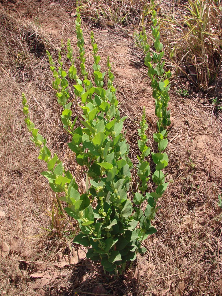 Cissampelos ovalifolia: Cissampelos ovalifolia DC. - MENISPERMACEAE - Jardim Botânico de Brasília - Distrito Federal - Brasil.