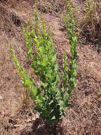 Cissampelos ovalifolia: Cissampelos ovalifolia DC. - MENISPERMACEAE - Jardim Botânico de Brasília - Distrito Federal - Brasil.