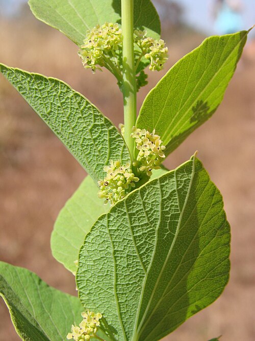Cissampelos ovalifolia: Cissampelos ovalifolia DC. - MENISPERMACEAE - Jardim Botânico de Brasília - Distrito Federal - Brasil.