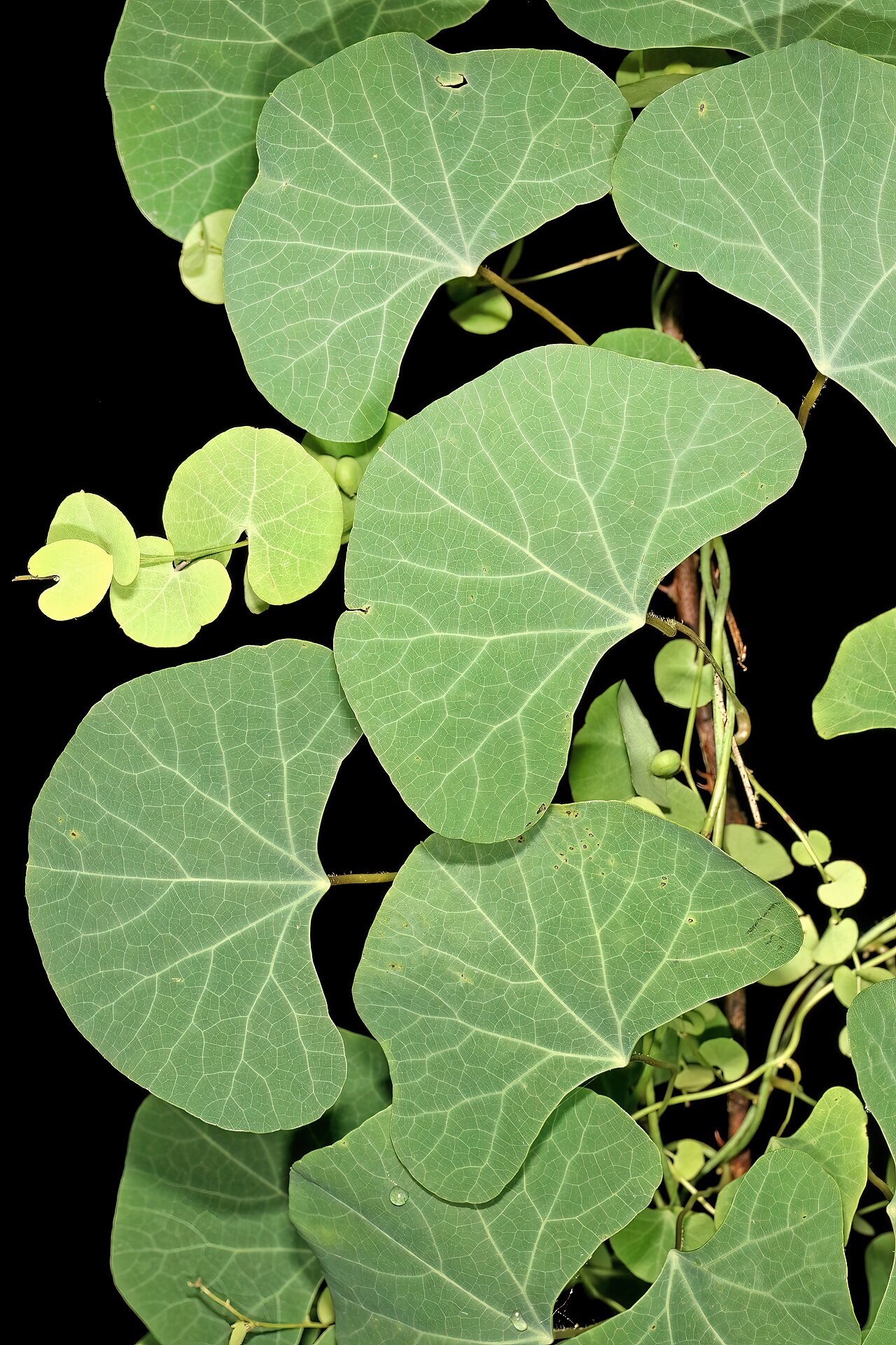 Cissampelos torulosa: Cissampelos torulosa , female plant with bracteate inflorescences and developing fruit; Malalane, in forest, vicinity of Serenity Mountain and Forest Lodge, Mpu