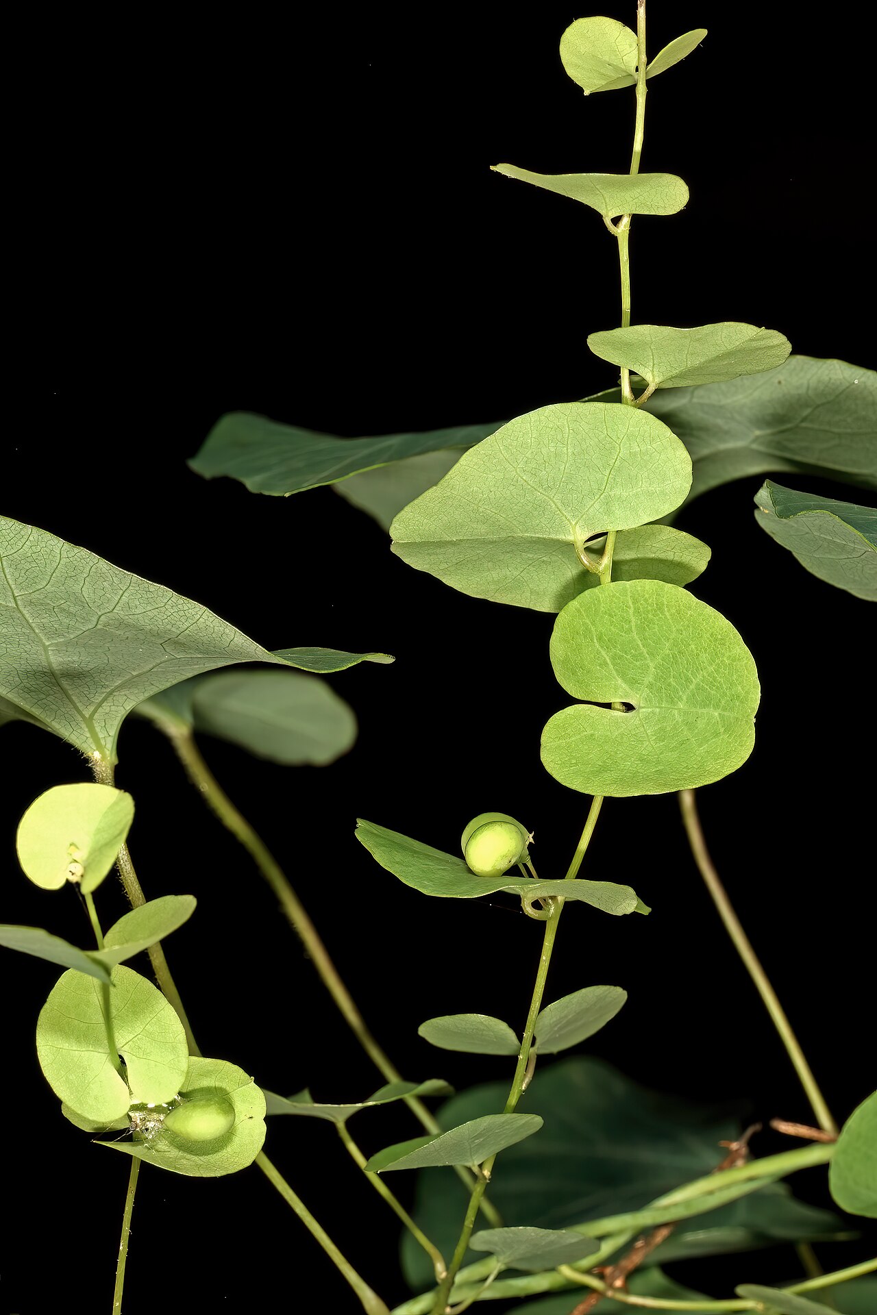 Cissampelos torulosa: Cissampelos torulosa , female plant with bracteate inflorescences and developing fruit; Malalane, in forest, vicinity of Serenity Mountain and Forest Lodge, Mpu