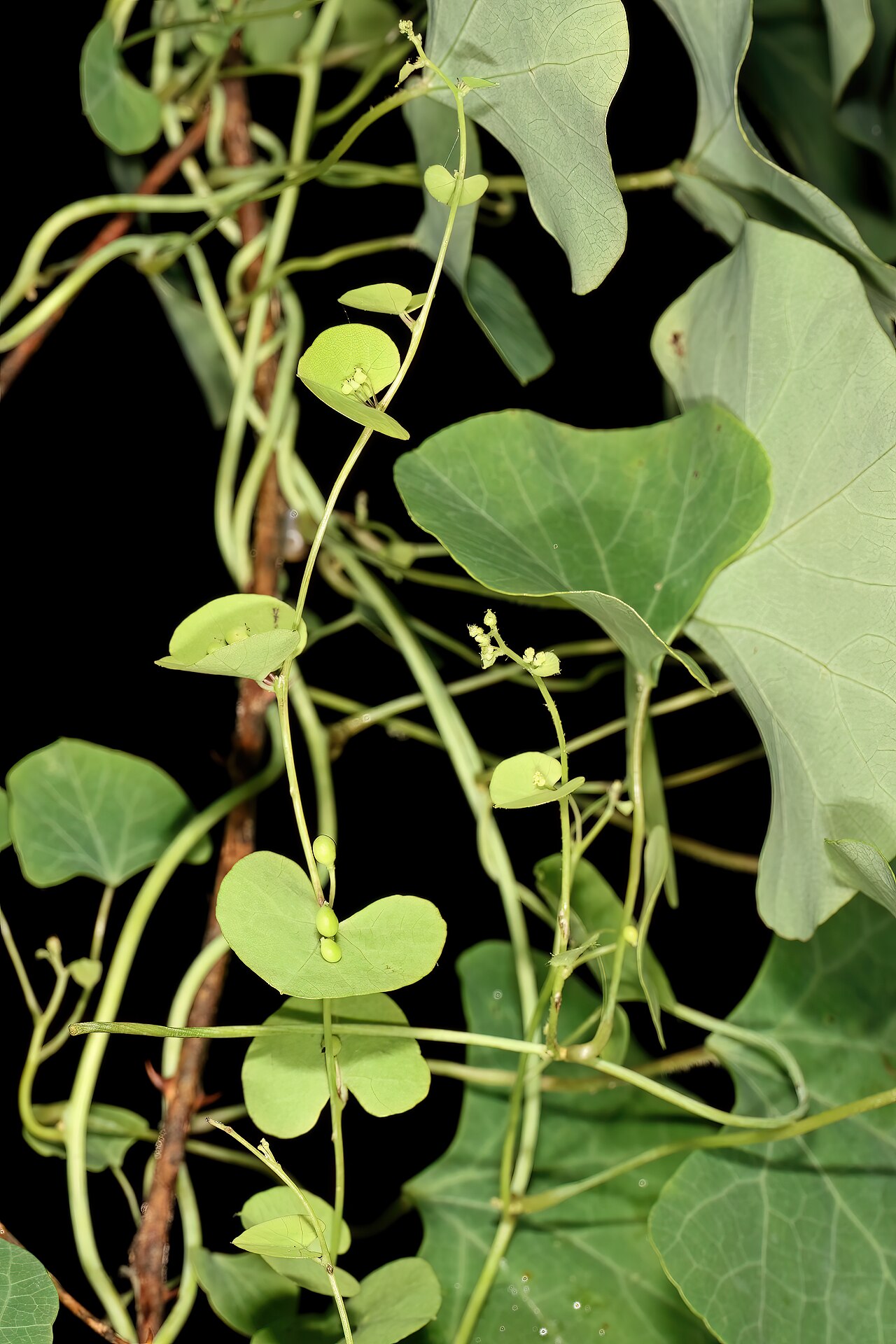 Cissampelos torulosa: Cissampelos torulosa , female plant with bracteate inflorescences, female flowers, and developing fruit; Malalane, in forest, vicinity of Serenity Mountain and