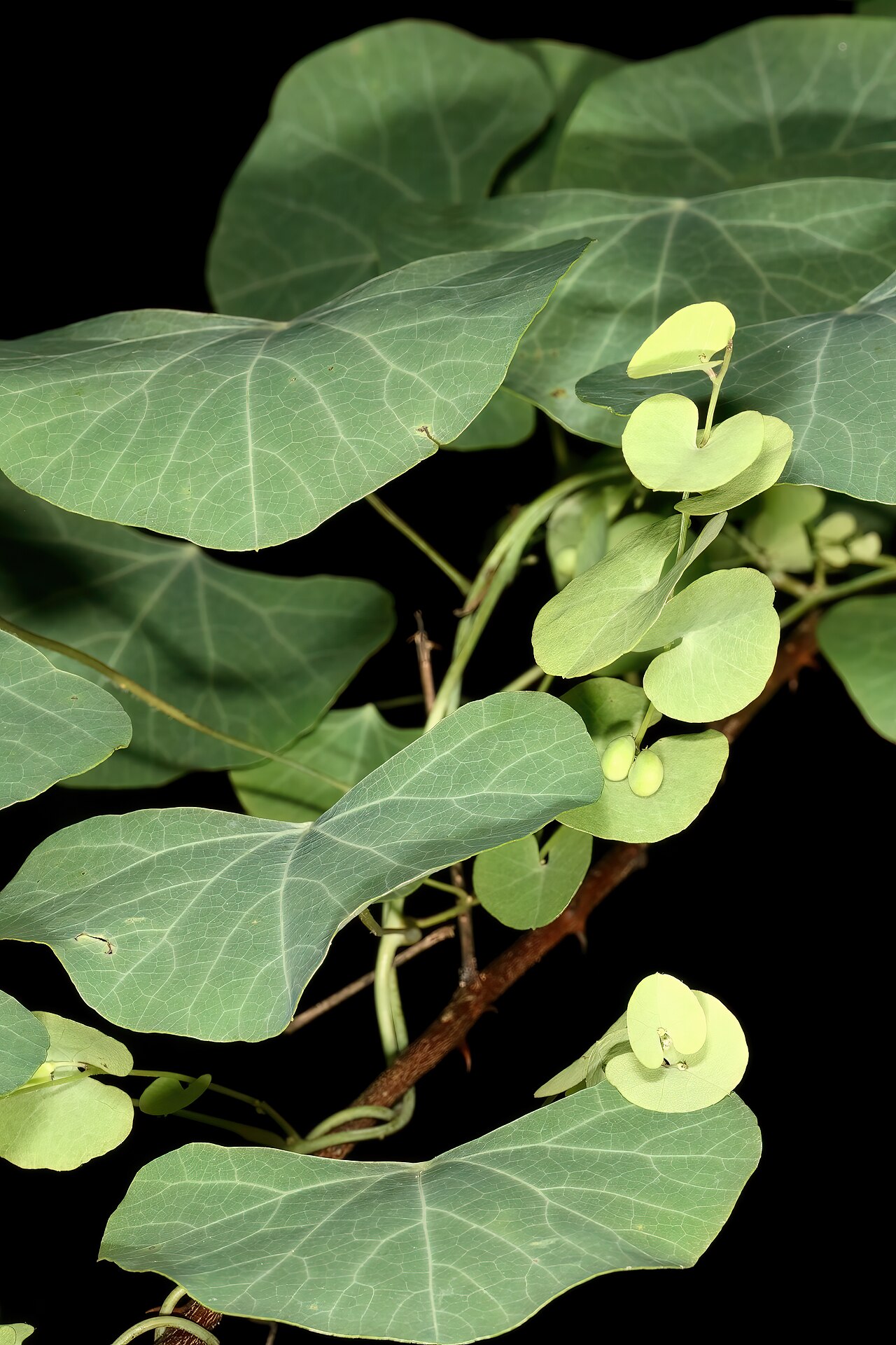 Cissampelos torulosa: Cissampelos torulosa , female plant with bracteate inflorescences and developing fruit; Malalane, in forest, vicinity of Serenity Mountain and Forest Lodge, Mpu