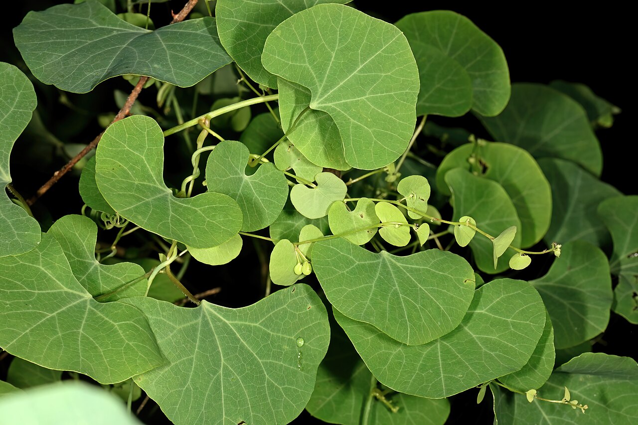 Cissampelos torulosa: Cissampelos torulosa , female plant with bracteate inflorescences and developing fruit; Malalane, in forest, vicinity of Serenity Mountain and Forest Lodge, Mpu