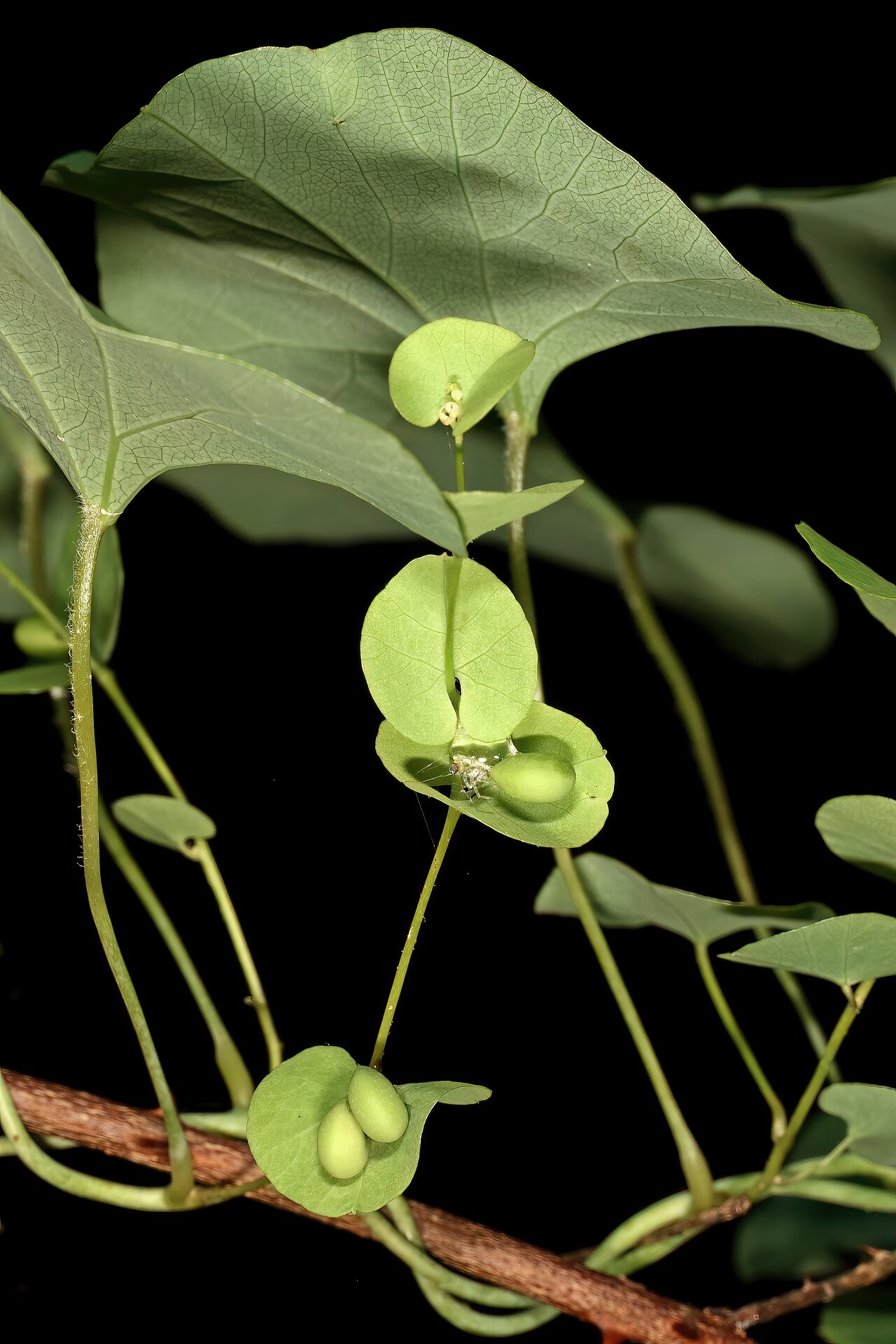 Cissampelos torulosa: Cissampelos torulosa , female plant with bracteate inflorescences and developing fruit; Malalane, in forest, vicinity of Serenity Mountain and Forest Lodge, Mpu