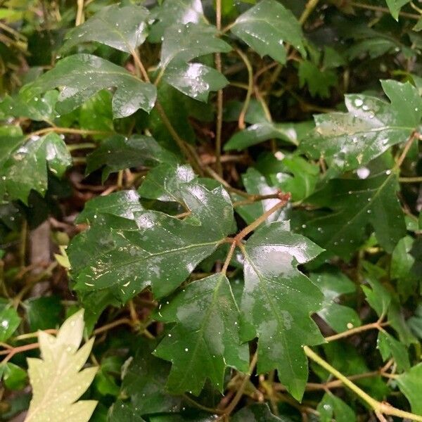 Grape ivy (Cissus alata)