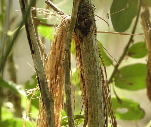 Grape ivy (Cissus alata)